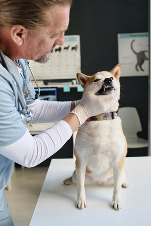 Veterinarian carefully inspecting teeth of shiba inu sitting on examination table in vet clinicの写真素材