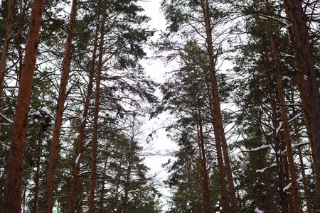 No people wide shot of beautiful pine trees in forest on snowy winter day, copy space