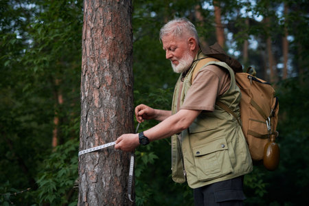 Medium shot of senior Caucasian mature forester measuring size of tree trunk at work, copy spaceの写真素材