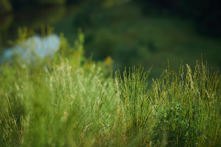 Closeup of fresh green grass growing on meadow at bank of river in summer, copy spaceの写真素材