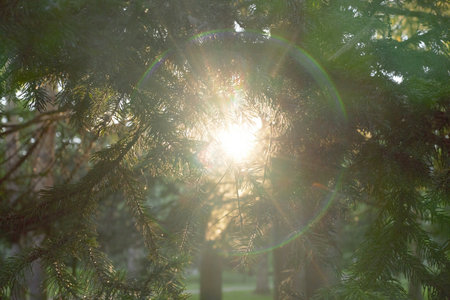 Beautiful sunrays among fluffy and green fur tree branchesの写真素材