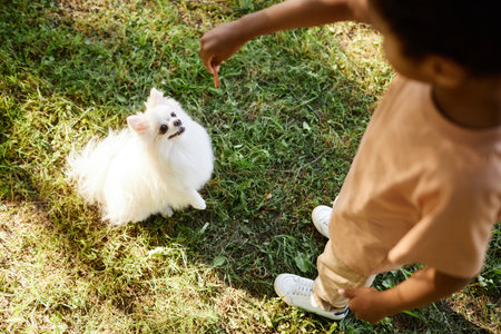 Top down shot of unrecognizable boy holding piece of meat and treating his pomeranian on meadowの写真素材