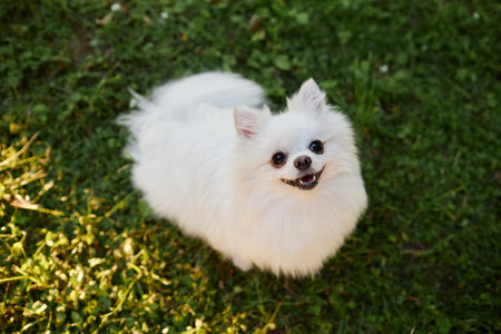 Portrait of snow white Pomeranian dog looking at camera while sitting on fresh cut grassの写真素材