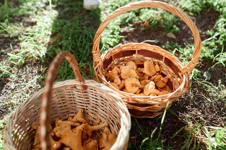 High angle shot of wicker baskets full of chanterelles on fresh grassの写真素材