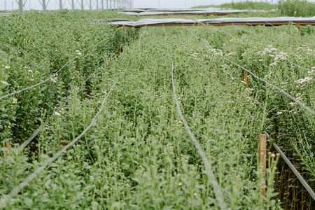Greenhouse filled with thriving plants growing upwards toward support structures. Lush green foliage and overhead framework create an organized, flourishing agricultural spaceの写真素材
