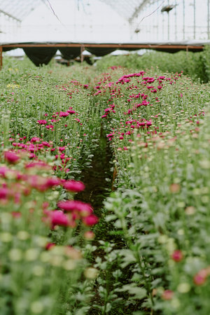 Rows of flowers blooming in a greenhouse filled with vibrant colors. Plants arranged in orderly...