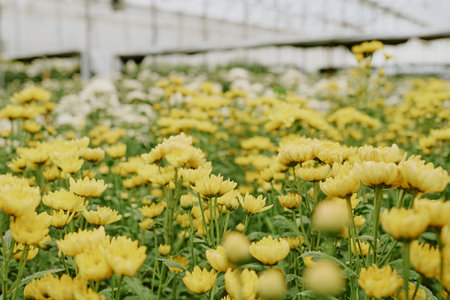 Bright yellow flowers flourishing in greenhouse with ample sunlight streaming through structure. Lush green foliage surrounding blossoms creating vibrant, serene atmosphereの写真素材