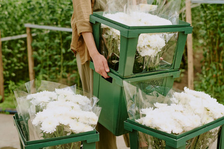 Person arranging flower bouquets in green buckets at a garden with lush greenery in the background. Flowers wrapped in transparent coverings for fresh displayの写真素材