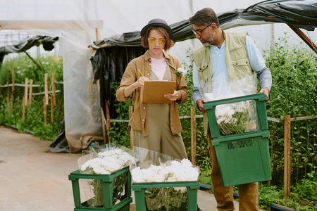 Two people examining and recording data on flower harvest in greenhouse, standing near large bins with white flowersの写真素材