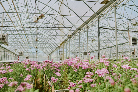 Vibrant display of pink flowers flourishing in an airy, spacious greenhouse with a transparent ceiling. Abundance of plants and flowers surrounded by intricate metal frameworkの写真素材