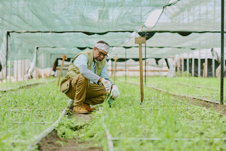 Depicting an elderly gardener working in greenhouse, pruning plants with focus. Greenhouse structure and gardening tools visible in background. Man dedicatedly tending plantsの写真素材