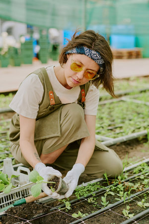 Woman planting seedlings in greenhouse, wearing protective gloves and headscarf while concentrating on task. Young gardener nurturing plants in garden environmentの写真素材
