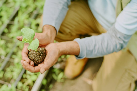 Person holding tender seedling with soil in hands, preparing for planting in farming environment, showcasing growth and agricultural practiceの写真素材