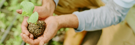 Hands carefully holding young seedling, ready for planting in a garden soil bed. Person wearing long-sleeved shirt, surrounded by many small plantsの写真素材