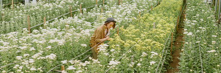 Person wearing hat and glasses observing numerous flowers in expansive greenhouse, surrounded by white and yellow blooms and neatly arranged garden pathsの写真素材