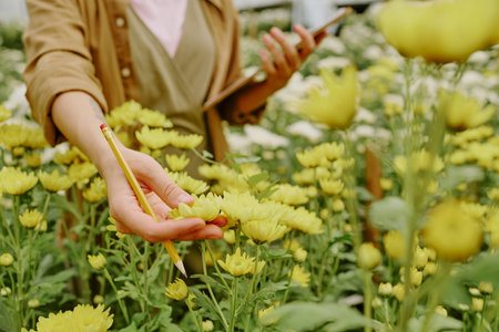 Person holding clipboard and pencil while examining yellow chrysanthemums in garden, focusing on flower details and documenting crucial information on clipboardの写真素材