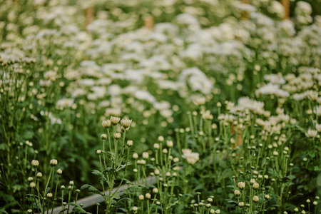 Close-up of numerous white flowers blooming among green foliage in a serene garden environment, capturing natures beauty and tranquilityの写真素材
