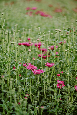 Vibrant pink chrysanthemum flowers rising amidst green buds in garden creating a wonderful display of natural beauty with a lush green backdropの写真素材
