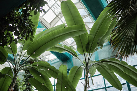 Low angle shot of green leaves of banana tree and glass ceiling of eco cafeの写真素材