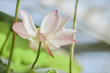 Close-up shot of beautiful nelumbo flower blooming while growing in pond, copy spaceの写真素材