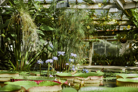 No people shot of various aquatic plants growing in water in botanical garden greenhouse, copy spaceの写真素材