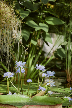 Vertical no people shot of aquatic plant with blue flowers growing in pond in botanical garden, copy spaceの写真素材