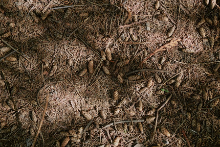 Top-down no people shot of dried pine cones and needles on ground in local park, copy spaceの写真素材