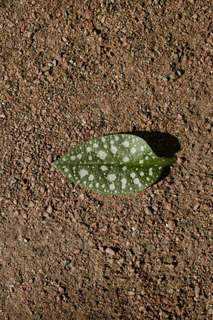 Green pulmonaria leaf on ground, vertical from above view closeup shot