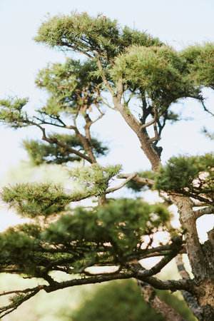 Vertical no people shot of part of majestic pine tree with curved branches on sunny autumn day, copy spaceの写真素材