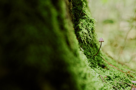 Small mushroom growing beside moss covered tree trunk in forest, showing delicate stem and cap emerging from vibrant green moss, natural woodland background with copy spaceの写真素材