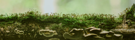 Closeup showing moss and small fungi growing on fallen tree trunk in forest, capturing natural woodland ecosystem with detailed textures of plant life and organic decayの写真素材