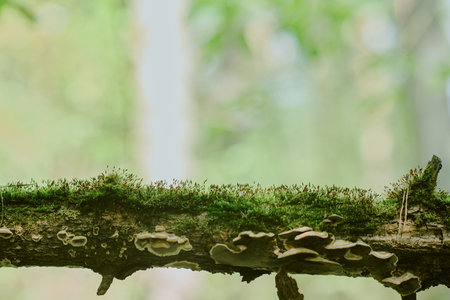 Moss and small fungi growing on fallen tree branch in forest, showcasing natural woodland ecosystem with blurred green foliage background and ample copy space above branchの写真素材