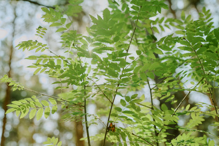 Green fern leaves growing in forest with sunlight filtering through branches, natural foliage...