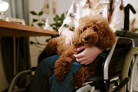 Caucasian young adult woman with disability sitting in wheelchair holding brown poodle on lap,...