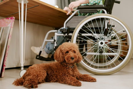 Young adult woman with disability sitting in wheelchair at desk, hands visible on tabletop, brown dog lying on floor in foreground looking forwardの写真素材