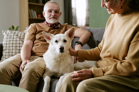 Senior Caucasian man and senior Caucasian woman sitting on sofa petting large dog, man wearing glasses and looking at dog while dog looking directly at cameraの写真素材