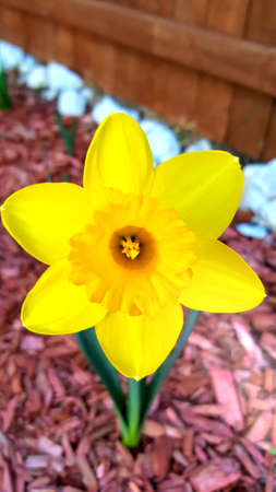 Yellow Daffodilの写真素材