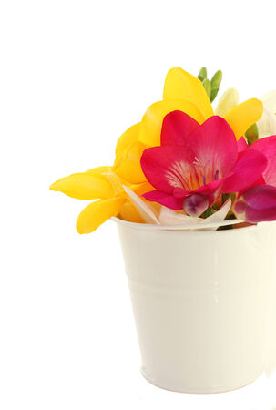 Holiday background with freesia flowersの写真素材