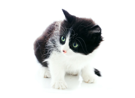fluffy kitten frightened over whiteの写真素材