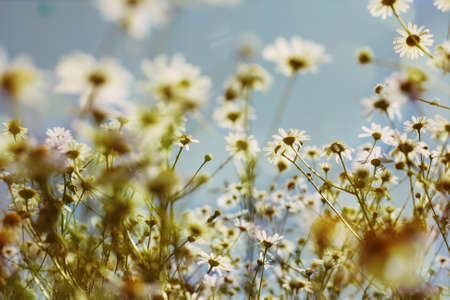 Chamomile daisy spring flowers in the field outdoor. Sky and sun glare on background. Medicinal plants, natural health and beautyの写真素材