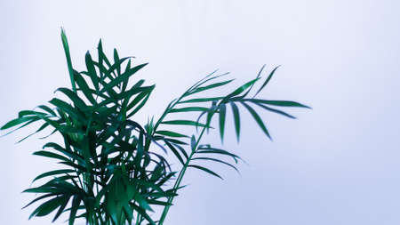 A fresh green foliage on white background - perfect for an interior. dark green leaves house plantの写真素材