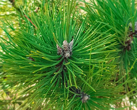 Background texture of a pine branch. Natural pine branches.の写真素材