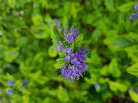 Background texture of a small blue flowers. Macro flowers with water drops, top view, close-upの写真素材
