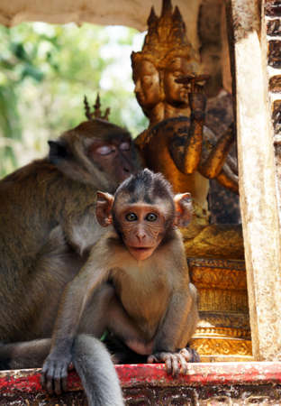 The Monkey with Buddah in the Background          