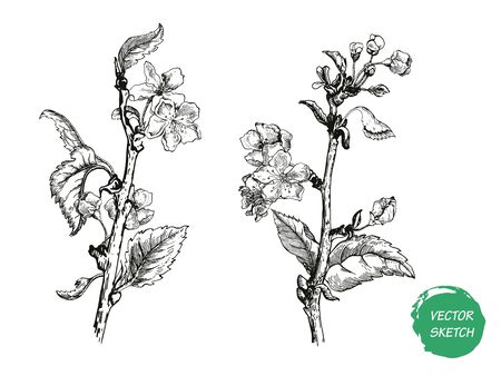 apple tree sketch Designのイラスト素材