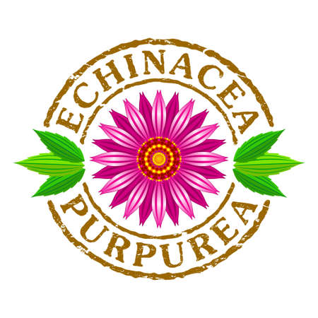 Vector illustration of echinacea purpurea blooming flower with green leaves on a letter rubber stampのイラスト素材