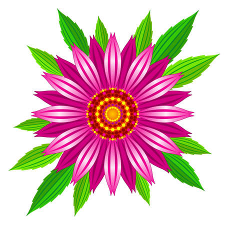 Echinacea purpurea vector illustration. Vector illustration of echinacea purpurea blooming flower with green leaves.のイラスト素材