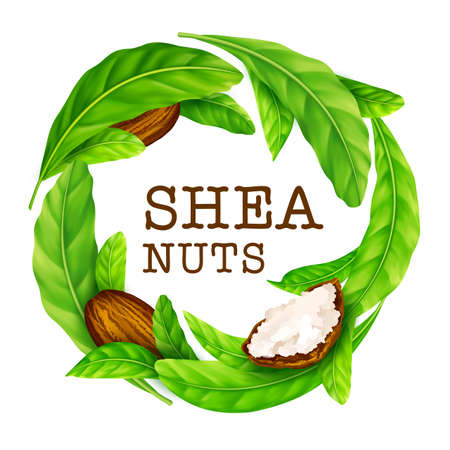 Shea nuts with leaves in vector. Vector shea nuts with shea butter and green leaves in a round border frame isolated on a white.のイラスト素材