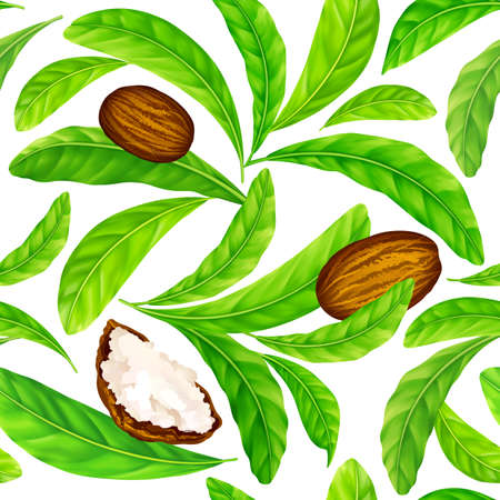 Shea nuts with leaves in vector pattern. Vector seamless pattern of shea nuts with shea butter and green leaves isolated on a white.のイラスト素材