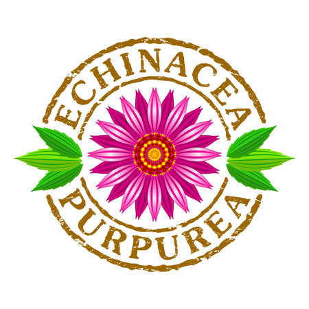 Vector letter stamp with echinacea purpurea flower.のイラスト素材